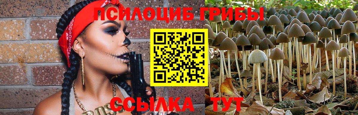Киселёвск  Псилоцибиновые грибы мицелий  Псилоцибиновые грибы Psilocybine cubensis  Вход с VPN 